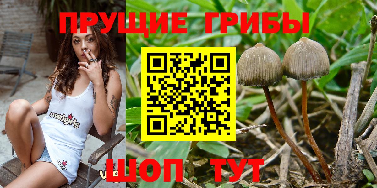 Псилоцибиновые грибы GOLDEN TEACHER  Вход с VPN  Псилоцибиновые грибы GOLDEN TEACHER  Мыски 